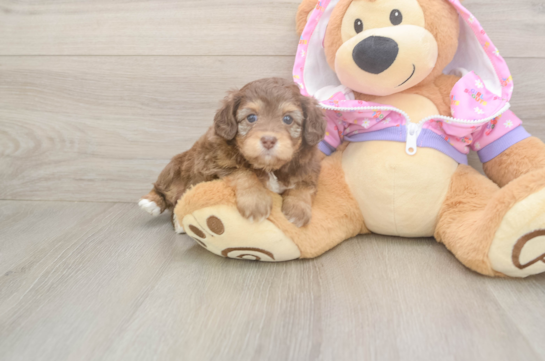 5 week old Mini Aussiedoodle Puppy For Sale - Lone Star Pups Energetic Aussie Poo Poodle Mix Puppy