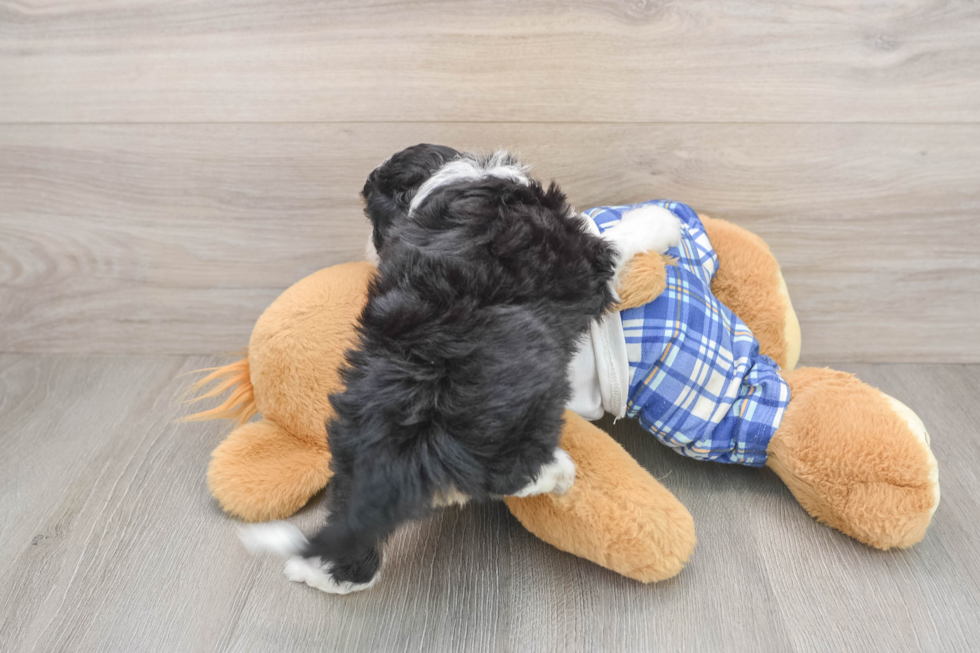 Friendly Mini Aussiedoodle Baby