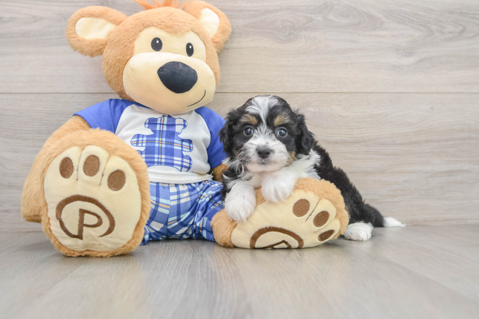 Adorable Mini Australian Shepherd X Poodle Mix Poodle Mix Puppy