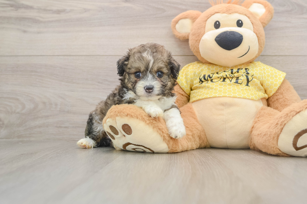 Energetic Aussiepoo Poodle Mix Puppy