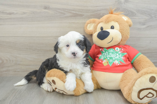 Mini Aussiedoodle Pup Being Cute