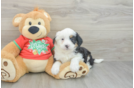 Mini Aussiedoodle Puppy for Adoption