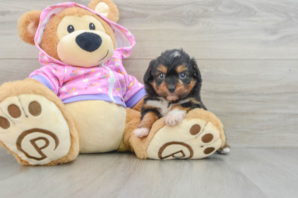 6 week old Mini Aussiedoodle Puppy For Sale - Lone Star Pups