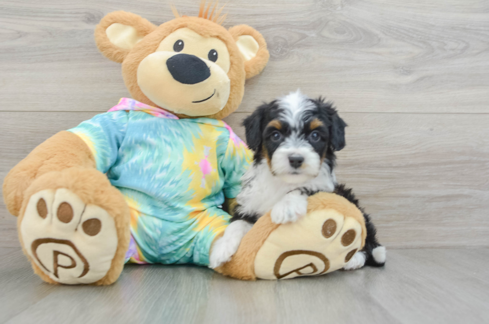 6 week old Mini Aussiedoodle Puppy For Sale - Lone Star Pups