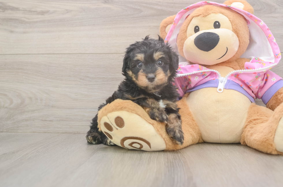 5 week old Mini Aussiedoodle Puppy For Sale - Lone Star Pups