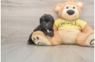Best Mini Aussiedoodle Baby