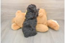 Cute Mini Aussiedoodle Baby
