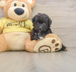 8 week old Mini Aussiedoodle Puppy For Sale - Lone Star Pups