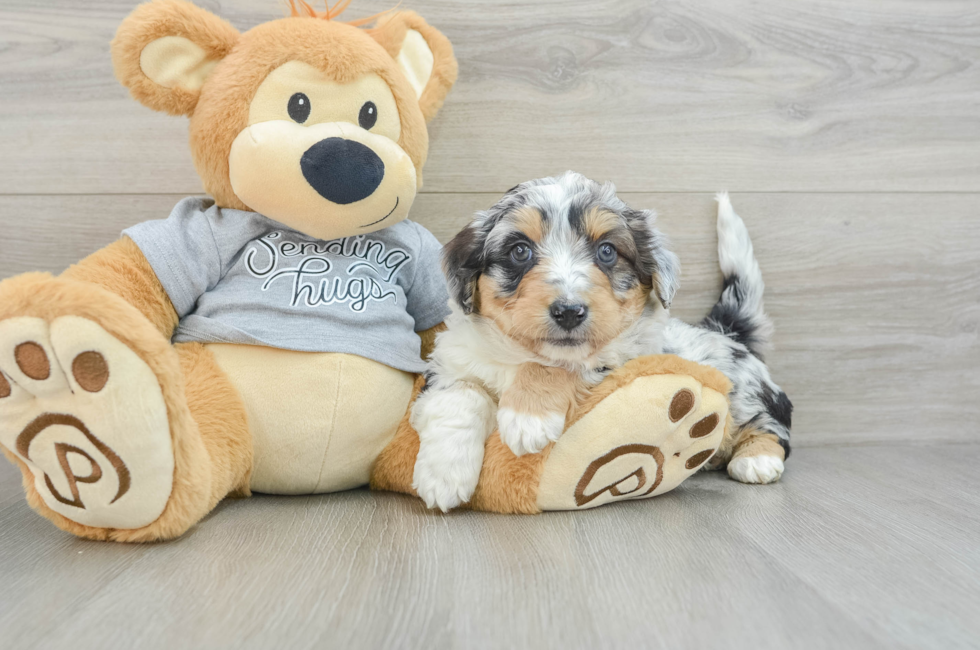 5 week old Mini Aussiedoodle Puppy For Sale - Lone Star Pups