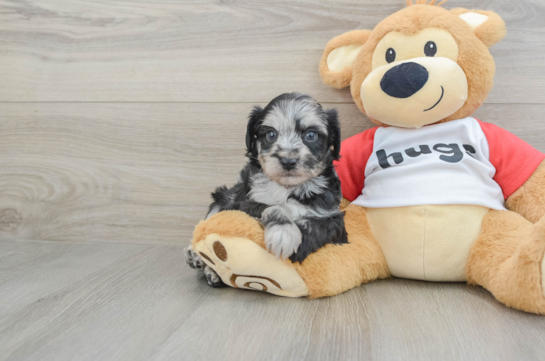 Happy Mini Aussiedoodle Baby