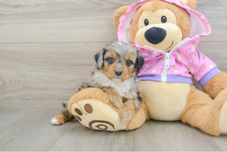 Petite Mini Aussiedoodle Poodle Mix Pup