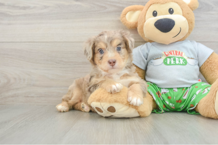 Mini Aussiedoodle Puppy for Adoption
