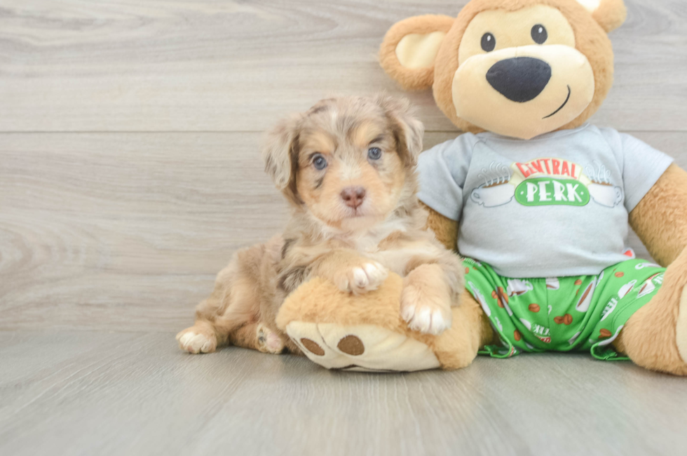 5 week old Mini Aussiedoodle Puppy For Sale - Lone Star Pups