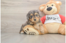 Mini Aussiedoodle Puppy for Adoption