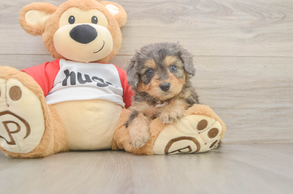 5 week old Mini Aussiedoodle Puppy For Sale - Lone Star Pups