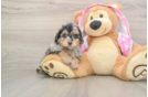 Mini Aussiedoodle Puppy for Adoption