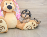 8 week old Mini Aussiedoodle Puppy For Sale - Lone Star Pups