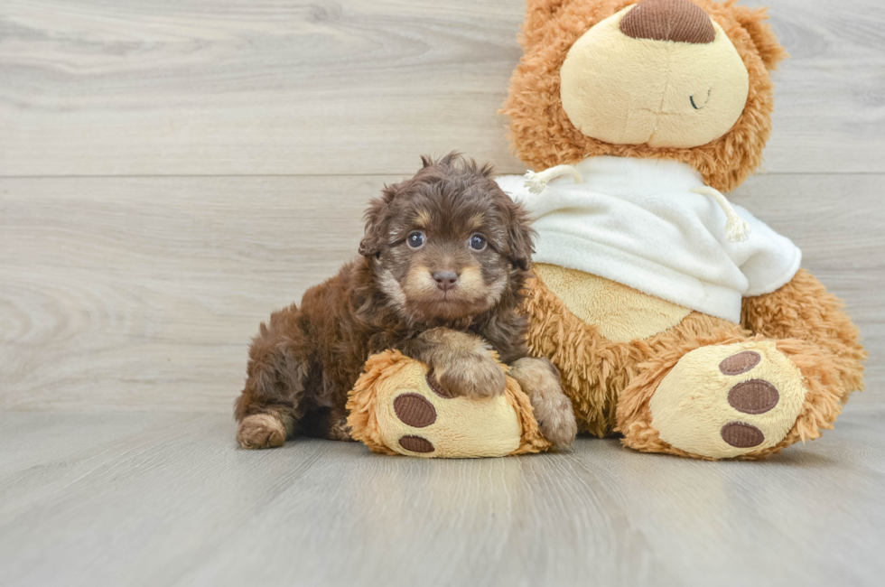 8 week old Mini Aussiedoodle Puppy For Sale - Lone Star Pups