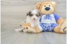 Mini Aussiedoodle Pup Being Cute