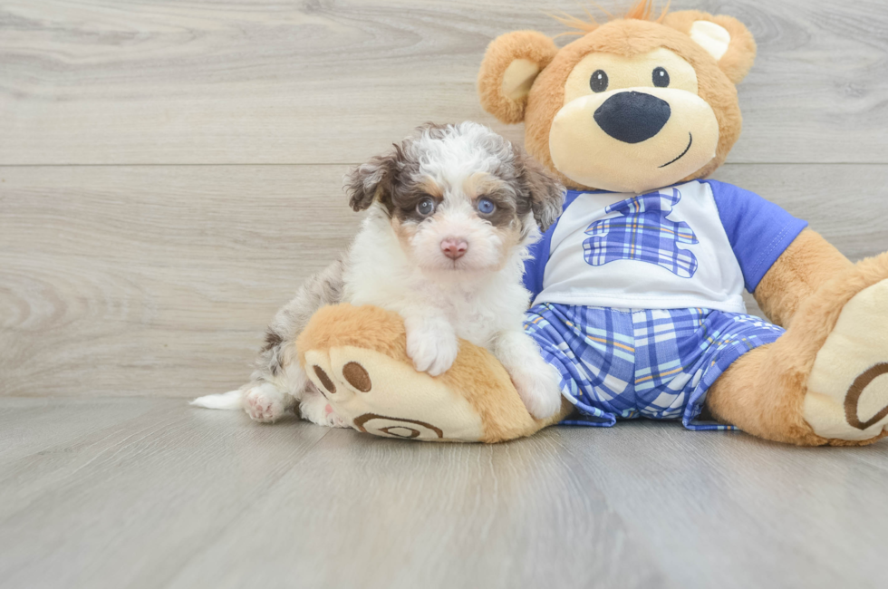 7 week old Mini Aussiedoodle Puppy For Sale - Lone Star Pups