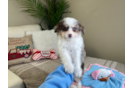 Cute Mini Aussiepoo Poodle Mix Puppy