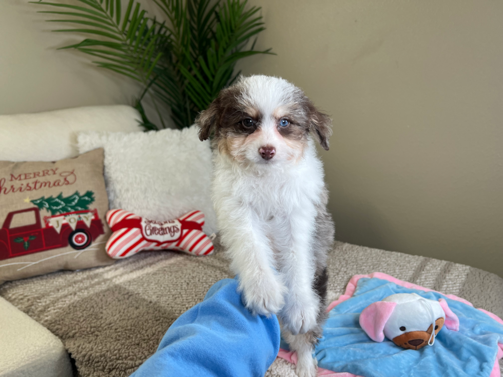 Cute Mini Aussiepoo Poodle Mix Puppy