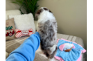 Mini Aussiedoodle Pup Being Cute