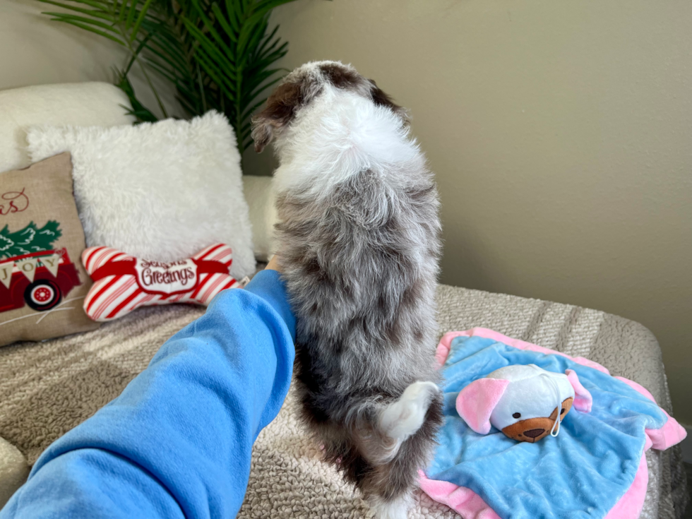 Mini Aussiedoodle Pup Being Cute