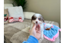 Cute Aussie Poo Poodle Mix Puppy