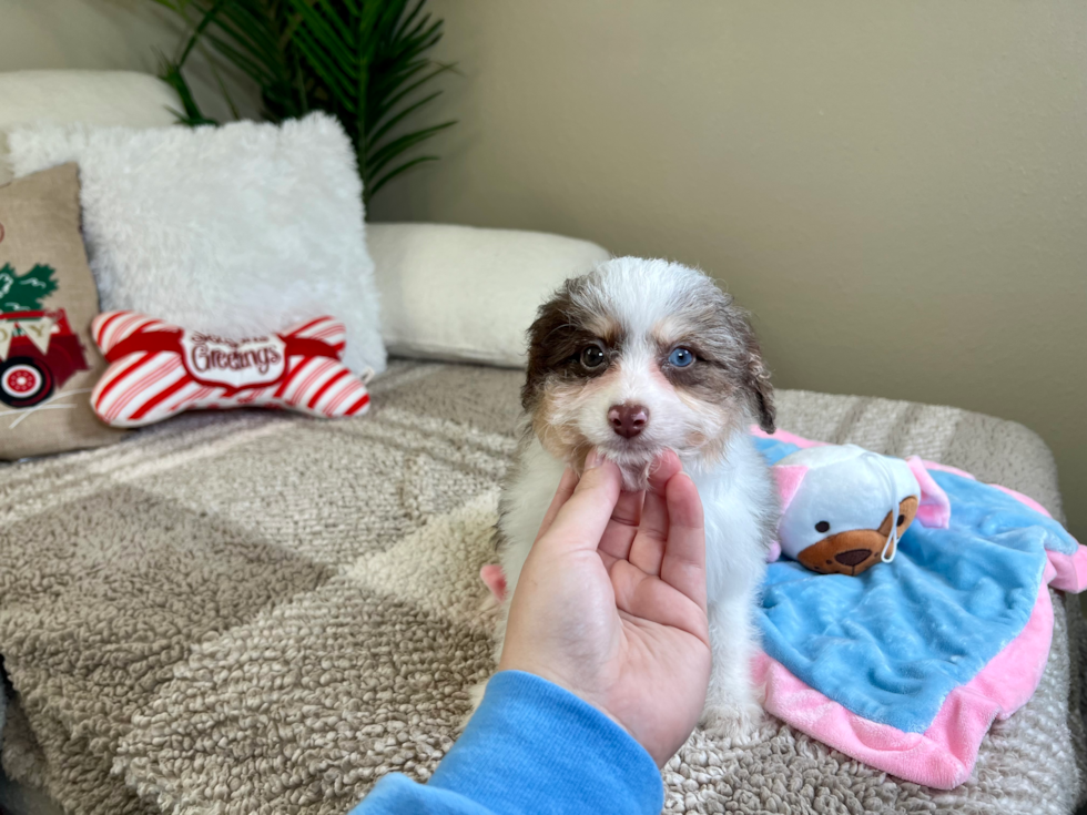 Cute Aussie Poo Poodle Mix Puppy