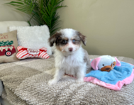 12 week old Mini Aussiedoodle Puppy For Sale - Lone Star Pups