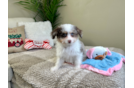 Cute Mini Aussiedoodle Baby