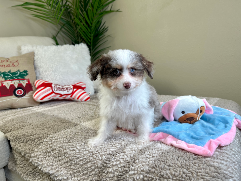 Cute Mini Aussiedoodle Baby