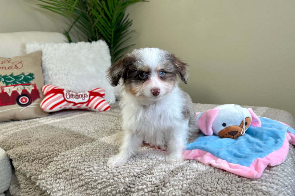 12 week old Mini Aussiedoodle Puppy For Sale - Lone Star Pups