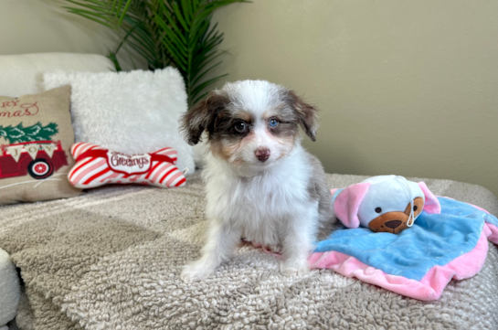 Cute Mini Aussiedoodle Baby