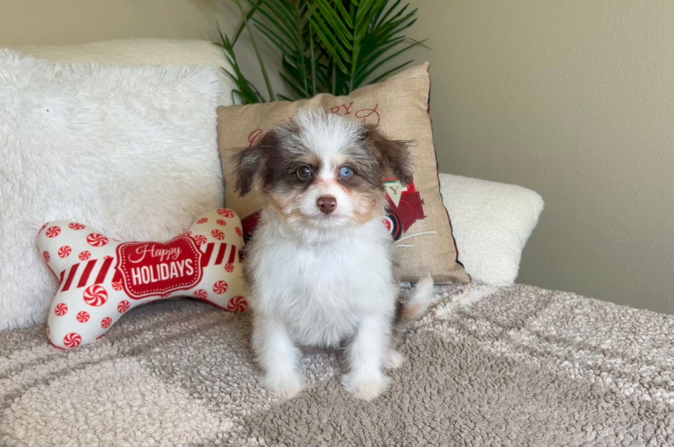 14 week old Mini Aussiedoodle Puppy For Sale - Lone Star Pups