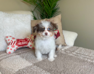 12 week old Mini Aussiedoodle Puppy For Sale - Lone Star Pups