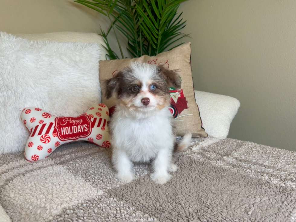 Cute Mini Aussiedoodle Baby