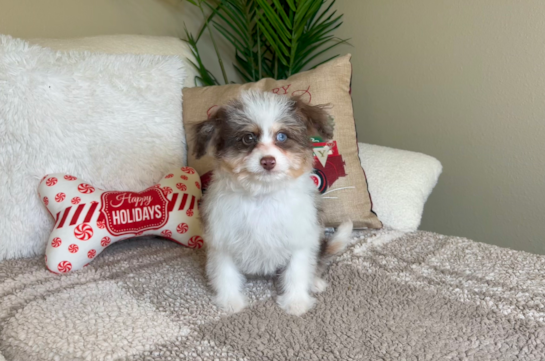 Cute Mini Aussiedoodle Baby