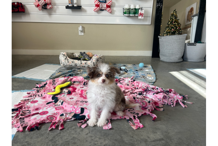 Cute Mini Aussiedoodle Poodle Mix Pup