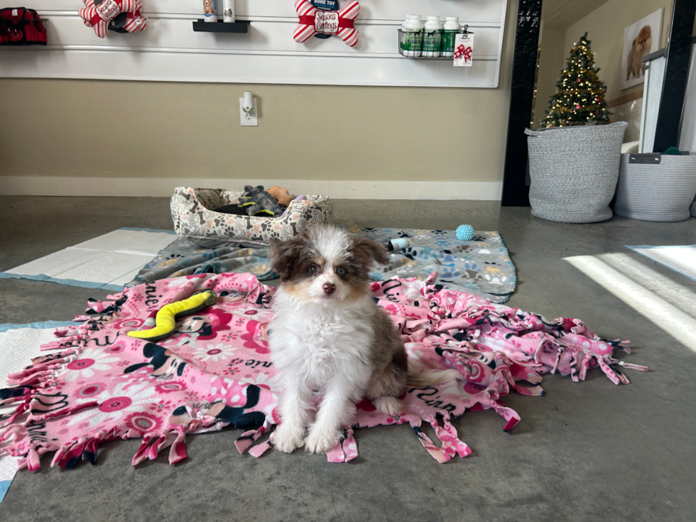 Cute Mini Aussiedoodle Poodle Mix Pup