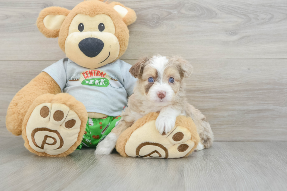 Smart Mini Aussiedoodle Poodle Mix Pup