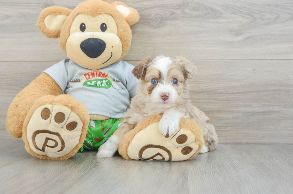 6 week old Mini Aussiedoodle Puppy For Sale - Lone Star Pups