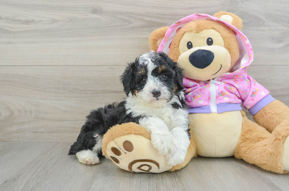 6 week old Mini Aussiedoodle Puppy For Sale - Lone Star Pups