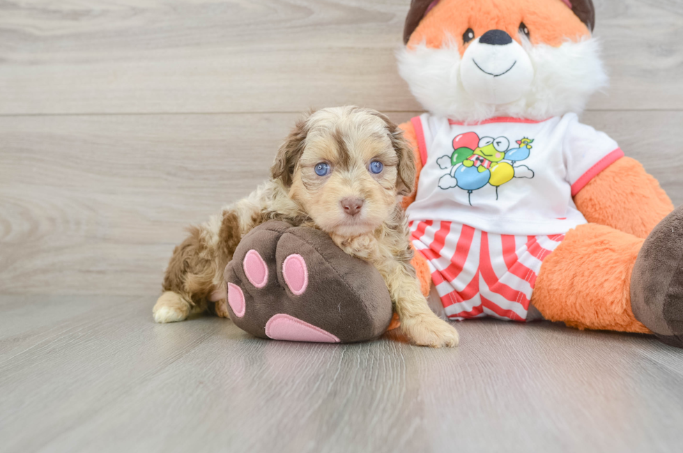 5 week old Mini Aussiedoodle Puppy For Sale - Lone Star Pups