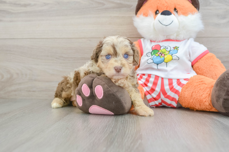 Meet Jenga - our Mini Aussiedoodle Puppy Photo 1/3 - Lone Star Pups