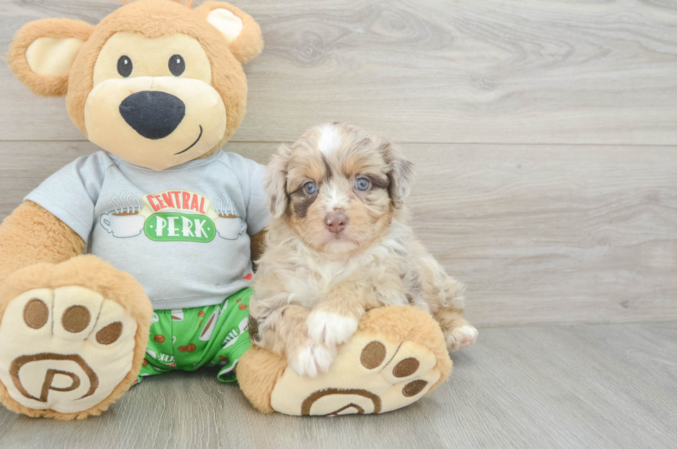 5 week old Mini Aussiedoodle Puppy For Sale - Lone Star Pups