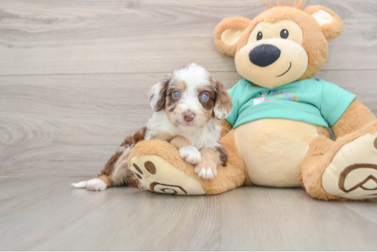 Happy Mini Aussiedoodle Baby