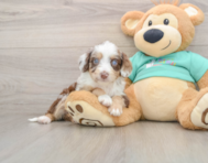 7 week old Mini Aussiedoodle Puppy For Sale - Lone Star Pups