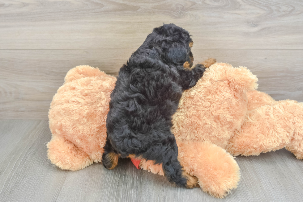 Mini Aussiedoodle Pup Being Cute